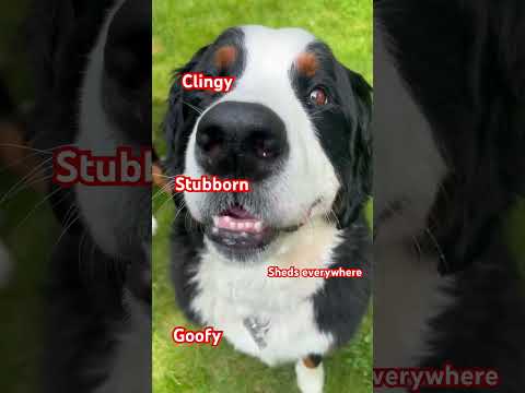 Bernese Mountain Dog Traits | #bernesemountaindog #mountaindog #dogbreed #funnypuppy #dog