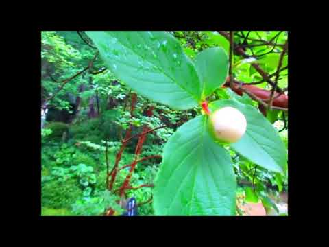 福崎・應聖寺～沙羅の花＝＝