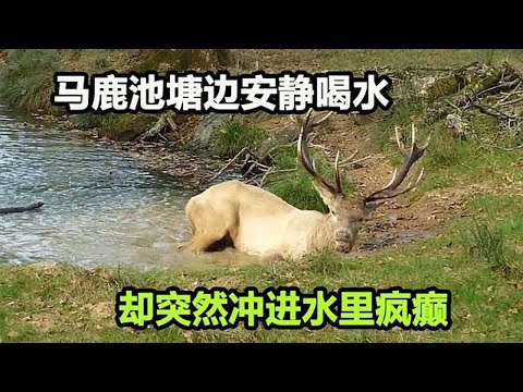 马鹿池塘边喝水，突然发狂冲进水中甩头蹭角，这是受了什么刺激