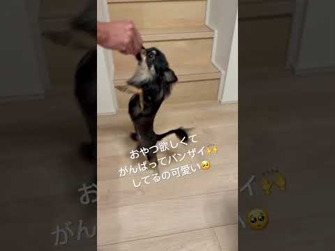 おやつから目が離せない二足歩行チワワ🐶🍡