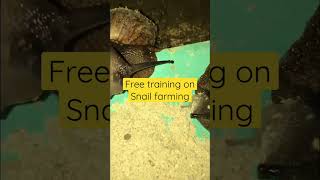 Enjoy this free training and start your own backyard snail farm #snailfarming #freetraining