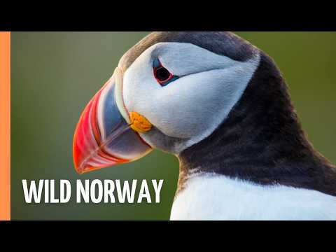 Fjords, Fells, and Wildlife: Exploring Norway | Full Epsiode