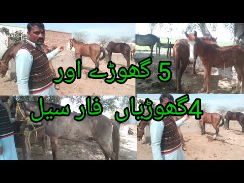 jhang aspa mela.5.3.2024 jhang horse Mandi festival 2024