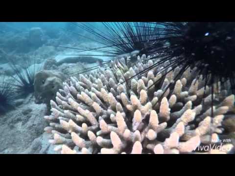 Rayong Scuba Diving - Dec 2015