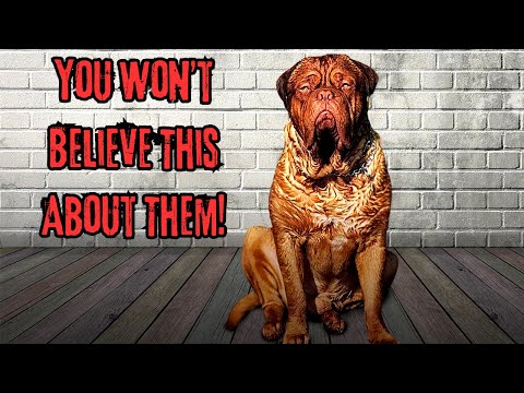 9 FACTS ABOUT DOGUE DE BORDEAUX THAT YOU DON'T KNOW