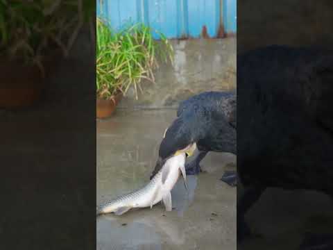 Greedy cormorants eat fish bigger than their heads