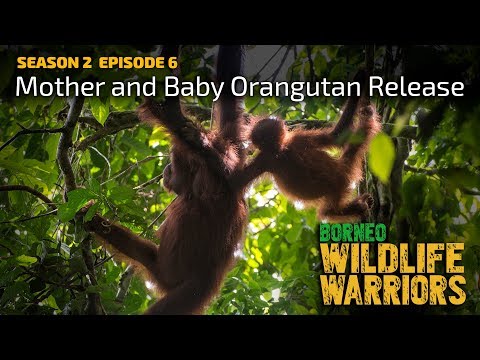 Mother and Baby Orangutan Release [4K] | Borneo Wildlife Warriors | S02E06 | SZtv