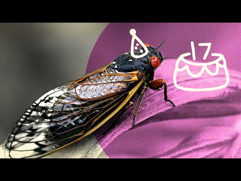 DEMYSTIFIED: Why do some cicadas only appear every 17 years? | Encyclopaedia Britannica