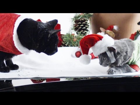 Wishing You A Slow Motion Cat Christmas!