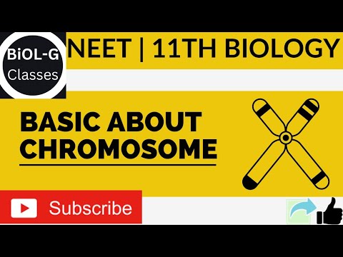 @Shubhbiologybuddy BASIC ABOUT CHROMOSOME #chromosome #NEET2023EXAM #CHROMOSOMECONCEPT #NEETBIOLOGY