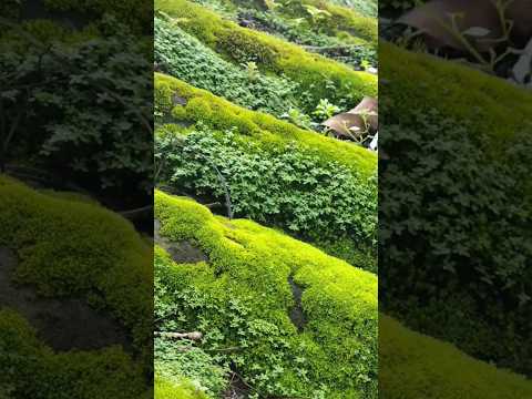 MUNNAR TRIP MORNING VIBE @LPNVLOGS #LPNVLOGS #MUNNAR #MUNNARtour #KERALA #KERALAtrip #MUNNARtrip