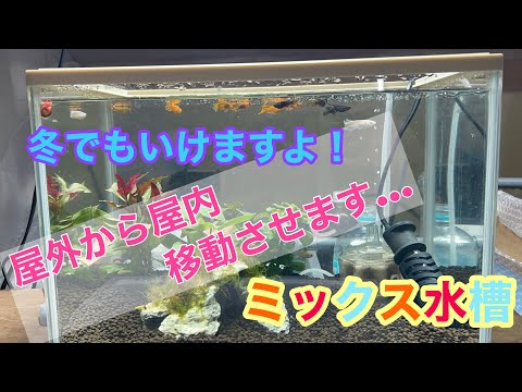 (メダカ)綺麗。屋外から屋内へ！ミックス水槽へ