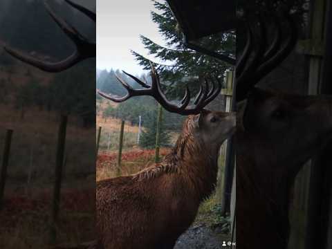 Red Deer Range Galloway Forrest Park #scotland #shorts #galloway