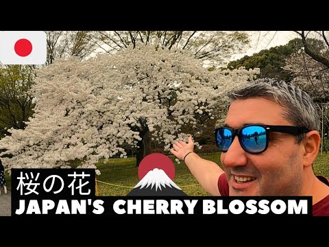 Imperial Palace Cherry Blossom | TOKYO'S SAKURA 🇯🇵