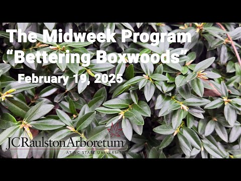 The Midweek Program - "Bettering Boxwoods"