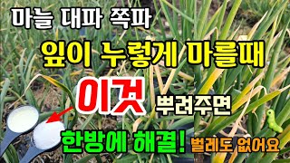 마늘/대파/쪽파 잎이 누렇게 마르는 이유와 해결방법 이것 뿌려주면 한방에 해결 파릇파릇해져요 #마늘잎끝마름 #마늘병해충 #텃밭농사