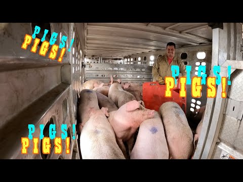 Pot Belly Pig Trailer, Unloading Pigs Ep.32