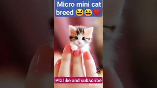 micro mini cat new breed 🐱 #trending #ytshorts