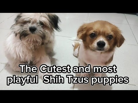 The cutest and most playful Shih Tzus puppies