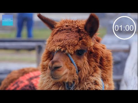 Countdown Timer 1 Minute With Music - ⏰ Alpacas - Pack Up time music, One minute timer CALM music.