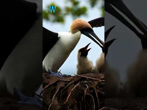 Witness The MOST ADORABLE Bird Families In Their Wild Nests from AI! SEP-128