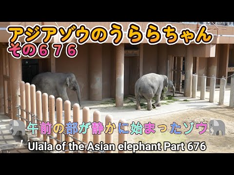 アジアゾウのうららちゃん（６７６）🐘午前の部が静かに始まったゾウ🐘（東山動植物園）Ulala of the Asian elephant Part 676