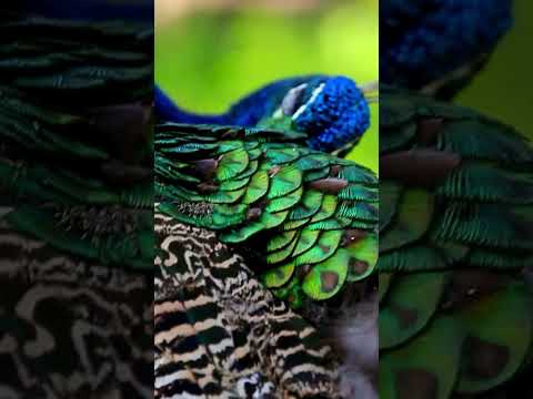 The Magic of Peacocks: Secrets Behind Their Beautiful Feathers and Majestic Dance #shorts