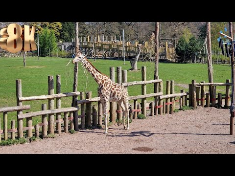 Rare Footage of Giraffes Eating in 8K Resolution at Blair Drummond Safari Park