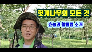 숙취해소, 간해독에 좋다는 헛개나무의 모든 것 공개(Everything about hut trees that are good for relieving hangovers)