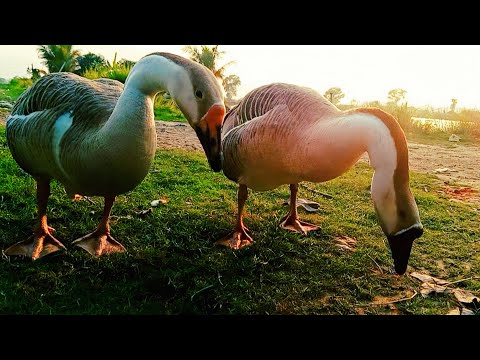 2 Big Angry Duck Gave Me The Run Around | funny duck quack quack