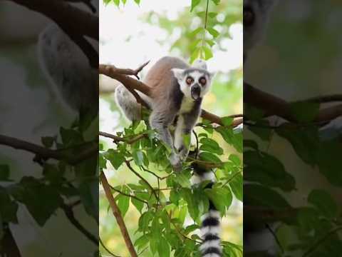 Ring-tailed lemur #animal#wildlife#shorts#viral