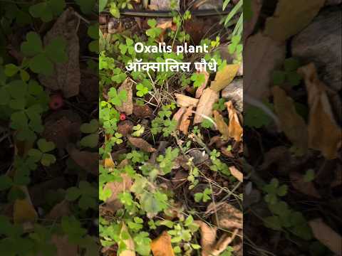 Oxalis plant ☘️🍀 (S-152) #biology #science #plants #shortsfeed #viralvideo #shorts #youtubeshorts