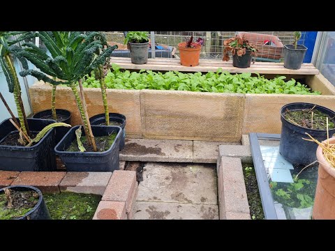 How have things done over winter in the greenhouse?