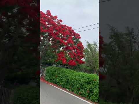 漂亮的鳳凰木beautiful poinciana