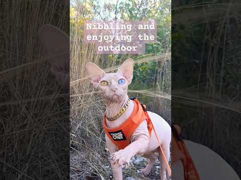 Butter loves outdoors #cat #sphynx #love