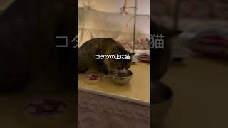 猫ちゃんだらけのキャンプ場に行ってしました！千葉県にある「和心村」です☺️ #キャンプ #猫 #グランピング