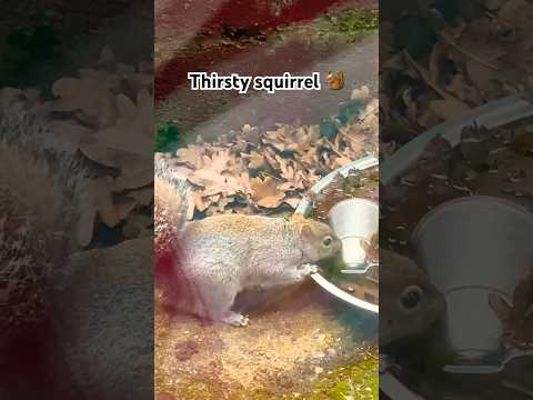 Thirsty Squirrel 🌊🐿️🥰😋#shortsvideo #squirrel #squirrellover