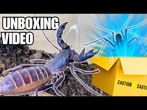 Meet My New Extraterrestrial Pet! Unboxing a Whip Scorpion (Phrynus whitei)!