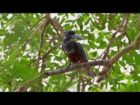 Giant Kingfisher (Megaceryle maxima) - Marakissa Rivercamp (Gambia) 16-11-2024