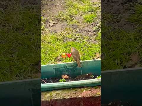 Adorable Robin enjoying nature 🌺🌸🕊️ #shorts #robin #birds #nature