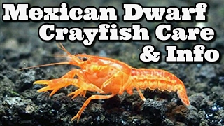 Mexican Dwarf Crayfish Care and Information