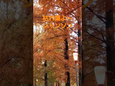 枯れ葉(イブモンタン)から素晴らしい紅葉 #シャンソン #music #song #osaka #紅葉 #autumn #winter #枯葉