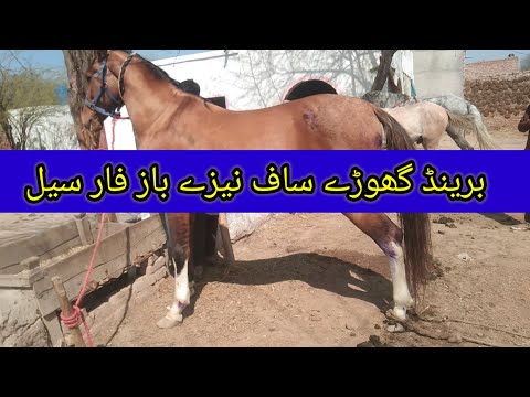 naiza baz horse for sale (@Syedhorseofficials ) jhang aspa mela 7.3.2024