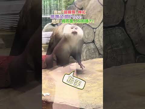 超會擺拍的「超模猴」你見過嗎？  #shorts #cuteanimals #adorable #travelchina #貴州 #猴子 #打卡