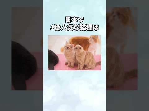 【人気は〇〇】猫に関する面白い雑学 #shorts