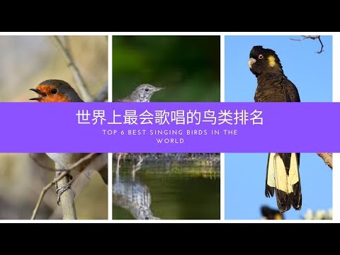 Top6 Best Singing Birds In The World