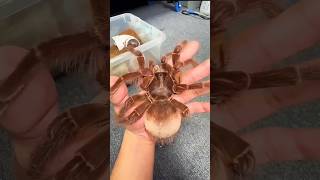 Nature's Amazing Animals Growth #animaljourney #animaltransformation  #amazingspiders