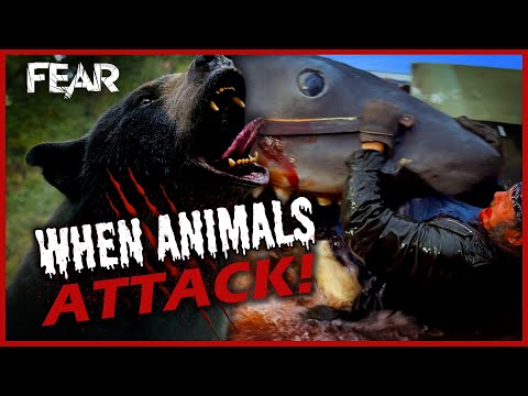 When Animals Attack! (Best Animal Horror Movie Scenes) | Fear: The Home Of Horror