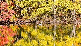 [4K] 神秘の絶景 まさに白鳥の湖！ 南伊奈ヶ湖の紅葉 - Autumn Foliage in Minami Inaga Lake 2019 (shot on BMPCC6K)