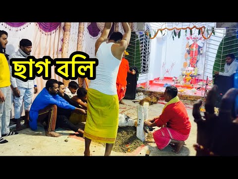 বীরভূমের কালীপুজোতে পাঁঠা বলি || Birbhumer kalipujote pantha boli